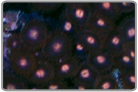 Pink Eye Zoanthids